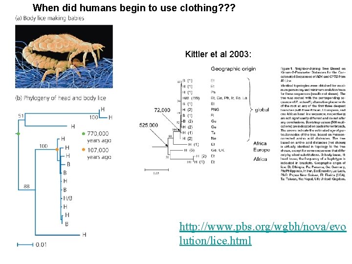 When did humans begin to use clothing? ? ? Kittler et al 2003: http: