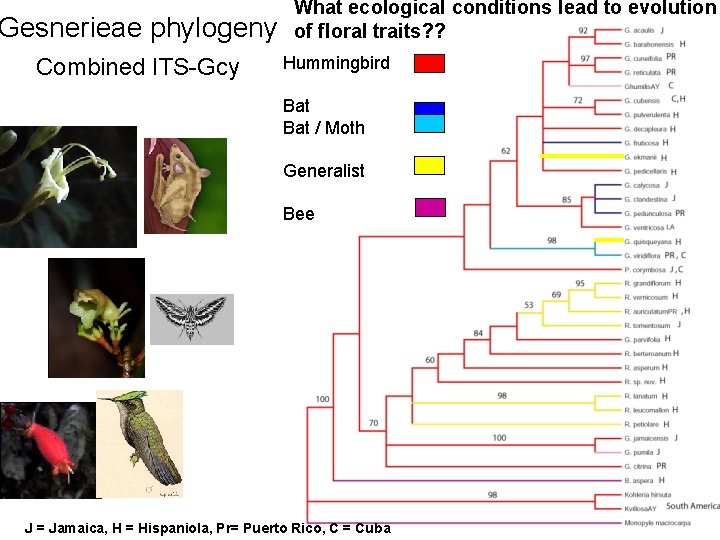 Gesnerieae phylogeny Combined ITS-Gcy What ecological conditions lead to evolution of floral traits? ?