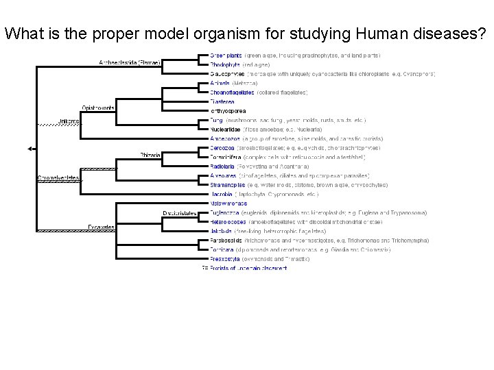 What is the proper model organism for studying Human diseases? 