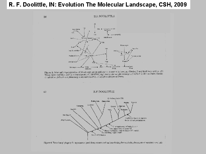 R. F. Doolittle, IN: Evolution The Molecular Landscape, CSH, 2009 