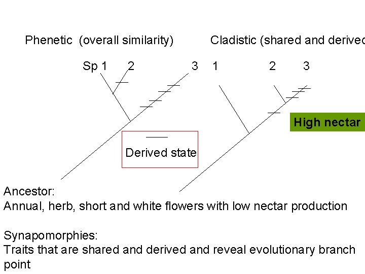 Phenetic (overall similarity) Sp 1 2 Cladistic (shared and derived 3 1 2 3