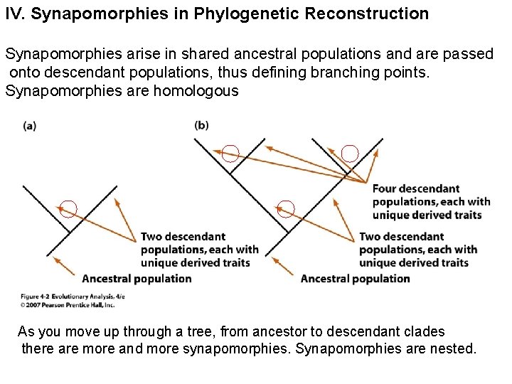 IV. Synapomorphies in Phylogenetic Reconstruction Synapomorphies arise in shared ancestral populations and are passed