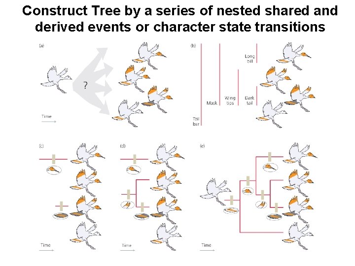 Construct Tree by a series of nested shared and derived events or character state