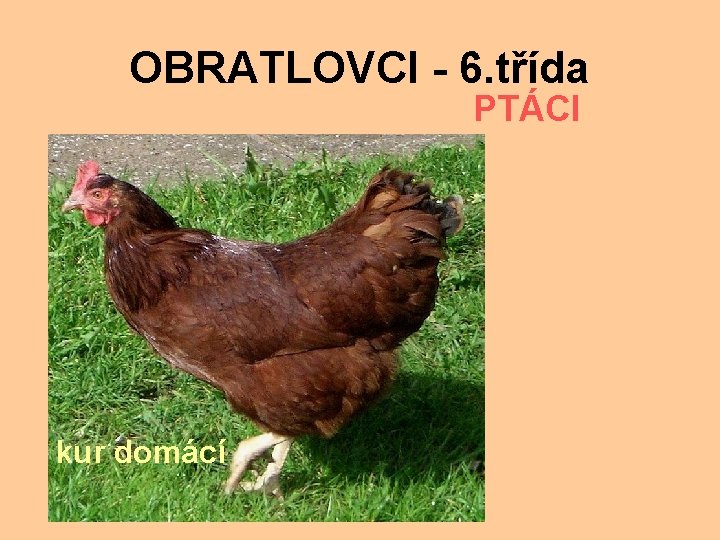OBRATLOVCI - 6. třída PTÁCI kur domácí 