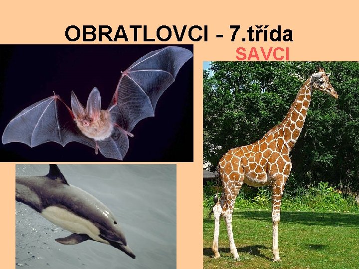 OBRATLOVCI - 7. třída SAVCI 