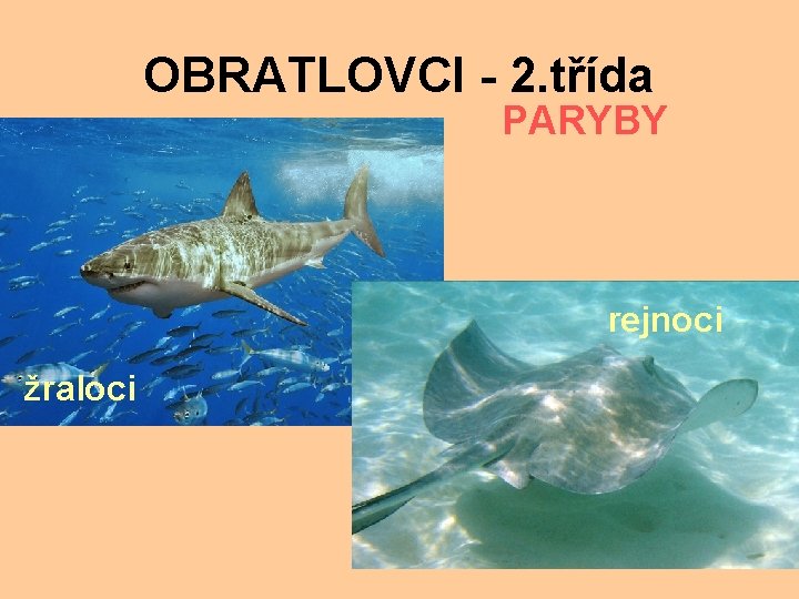 OBRATLOVCI - 2. třída PARYBY rejnoci žraloci 