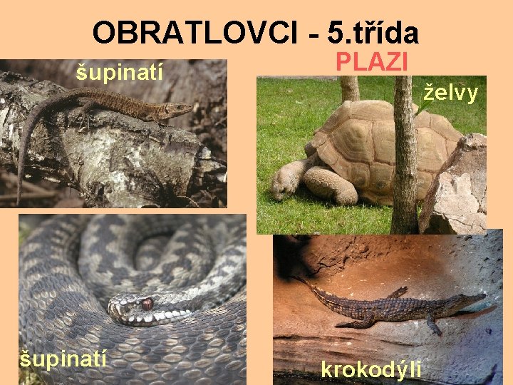 OBRATLOVCI - 5. třída šupinatí PLAZI želvy krokodýli 