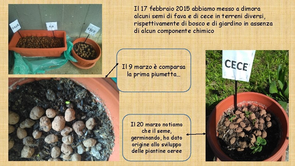 Il 17 febbraio 2015 abbiamo messo a dimora alcuni semi di fava e di