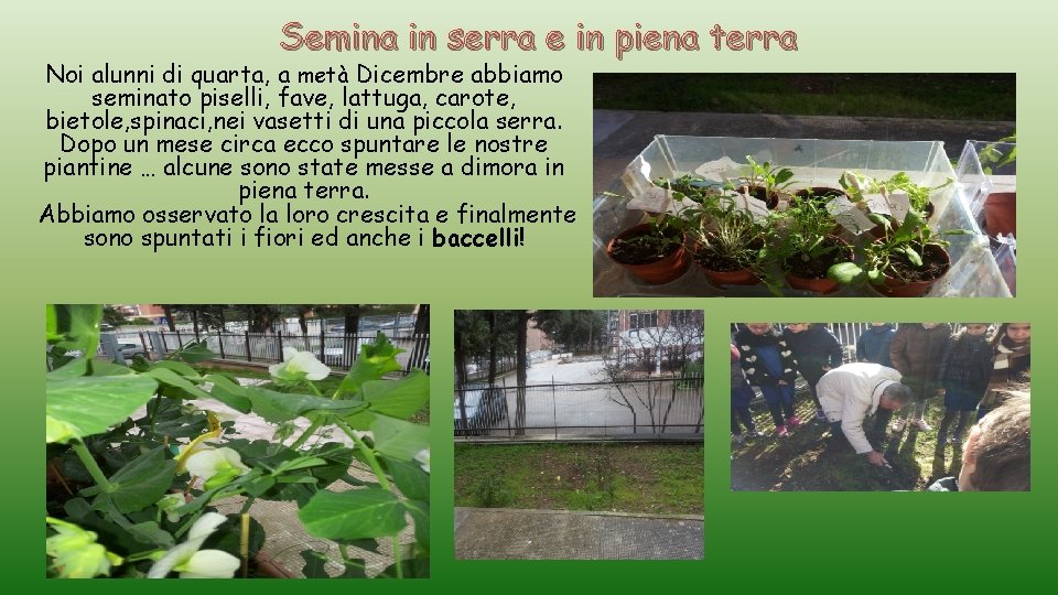 Semina in serra e in piena terra Noi alunni di quarta, a metà Dicembre