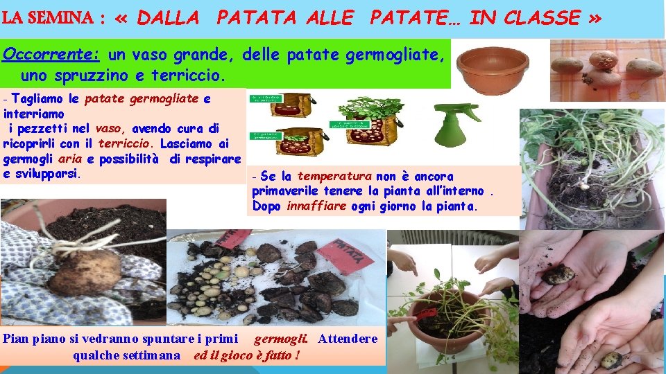 LA SEMINA : « DALLA PATATA ALLE PATATE… IN CLASSE » Occorrente: un vaso