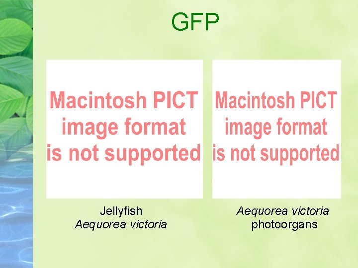 GFP Jellyfish Aequorea victoria photoorgans 