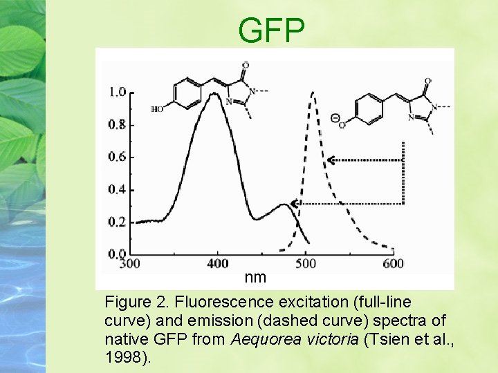 GFP nm Figure 2. Fluorescence excitation (full-line curve) and emission (dashed curve) spectra of