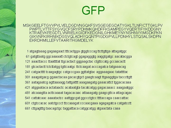 GFP MSKGEELFTGVVPVLVELDGDVNGQKFSVSGEGEGDATYGKLTLNFICTTGKLPV PWPTLVTTFSYGVQCFSRYPDHMKQHDFFKSAMPEGYVQERTIFYKDDGNY KTRAEVKFEGDTLVNRIELKGIDFKEDGNILGHKMEYNYNSHNVYIMGDKPKN GIKVNFKIRHNIKDGSVQLADHYQQNTPIGDGPVLLPDNHYLSTQSALSKDPN EKRDHMILLEFVTAARITHGMDELYK 1 atgagtaaag gagaagaact tttcactgga gtggtcccag ttcttgttga attagatggc 61