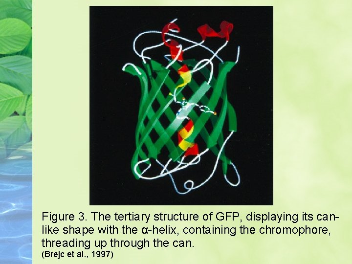 Figure 3. The tertiary structure of GFP, displaying its canlike shape with the α-helix,