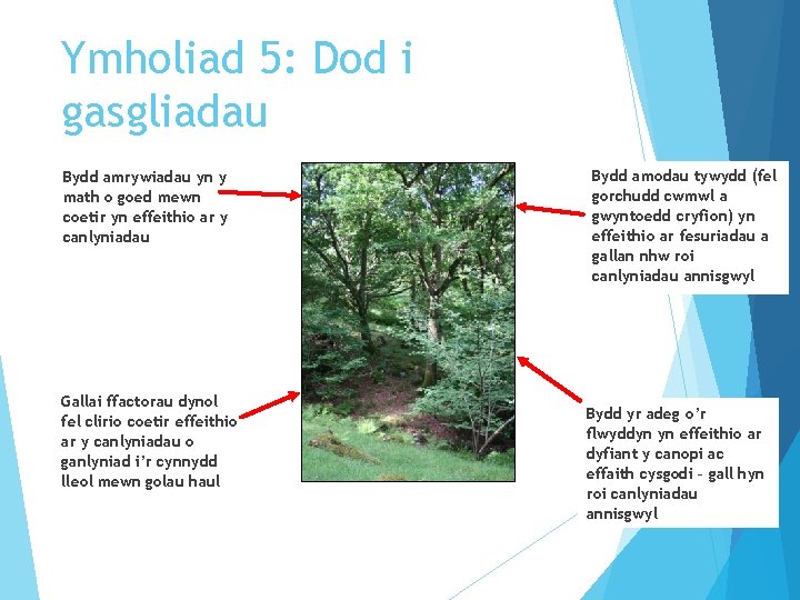 Ymholiad 5: Dod i gasgliadau Bydd amrywiadau yn y math o goed mewn coetir