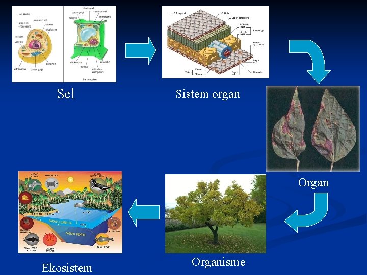 Sel Sistem organ Organ Ekosistem Organisme 