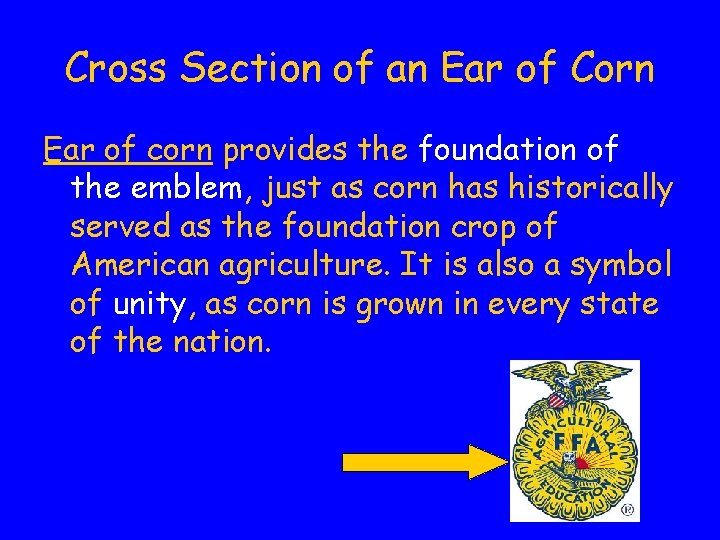Cross Section of an Ear of Corn Ear of corn provides the foundation of