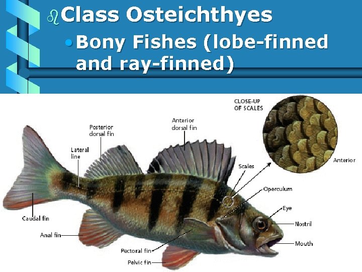 b. Class Osteichthyes • Bony Fishes (lobe-finned and ray-finned) 