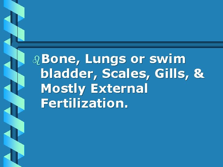 b. Bone, Lungs or swim bladder, Scales, Gills, & Mostly External Fertilization. 