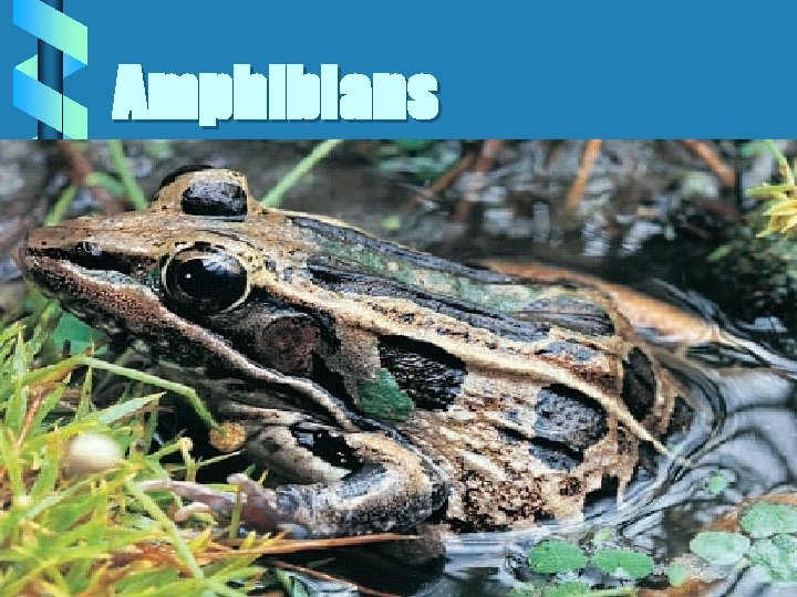 Amphibians 