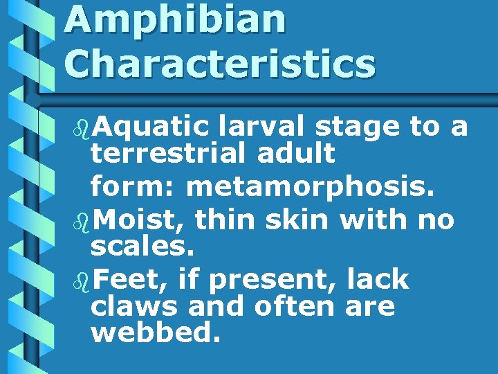 Amphibian Characteristics b. Aquatic larval stage to a terrestrial adult form: metamorphosis. b. Moist,