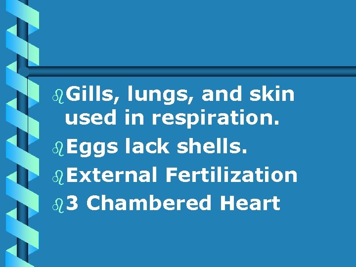 b. Gills, lungs, and skin used in respiration. b. Eggs lack shells. b. External