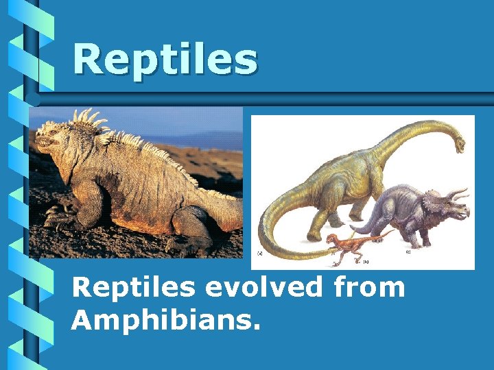 Reptiles evolved from Amphibians. 