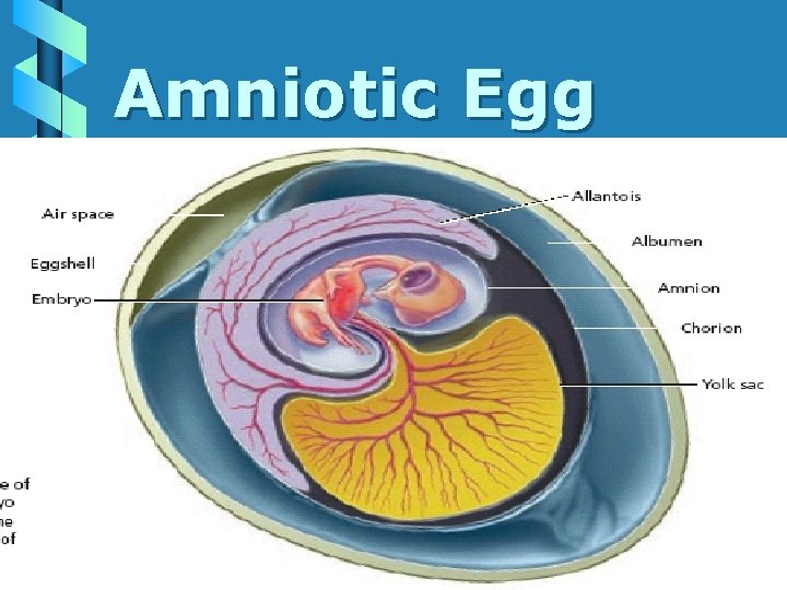 Amniotic Egg 