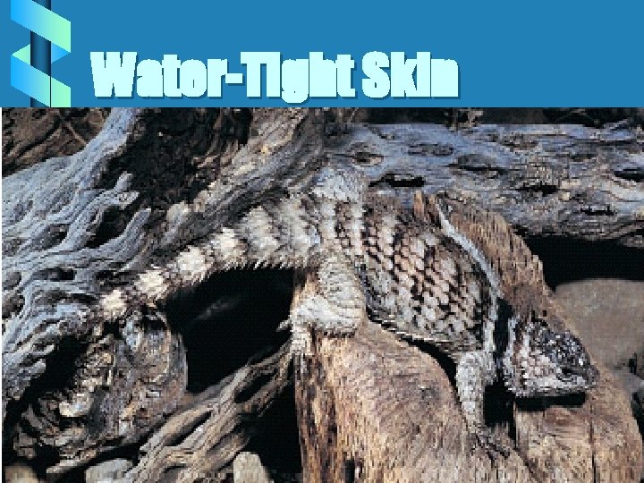 Water-Tight Skin 