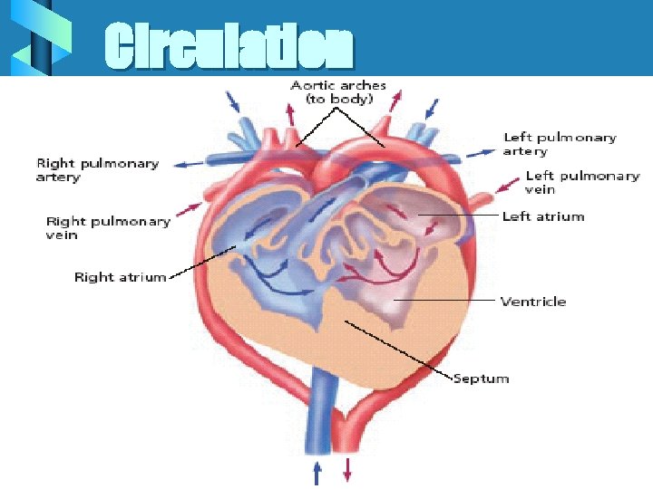 Circulation 