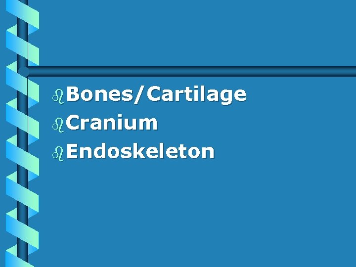 b. Bones/Cartilage b. Cranium b. Endoskeleton 