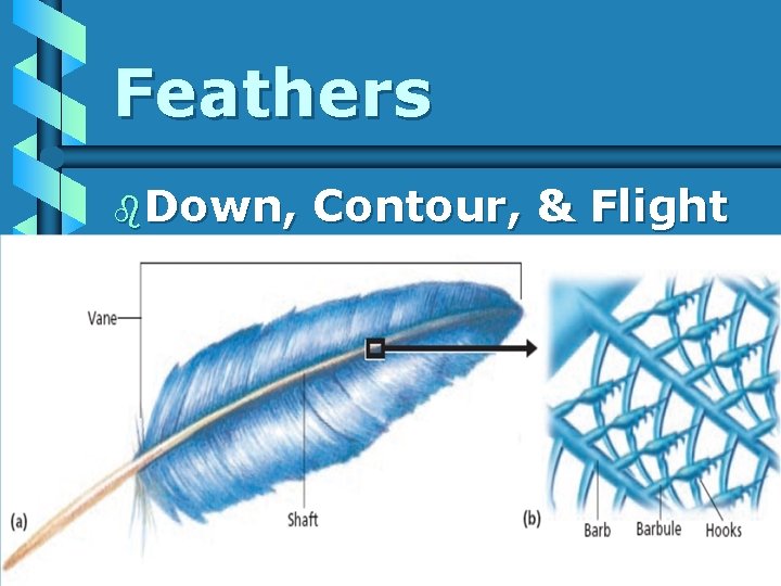 Feathers b. Down, Contour, & Flight 