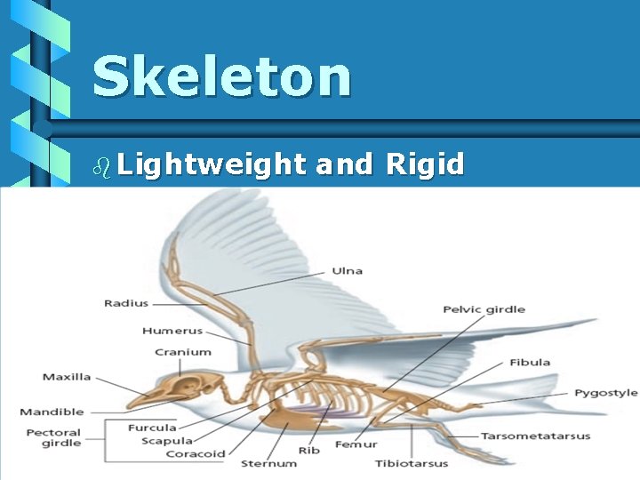 Skeleton b Lightweight and Rigid 