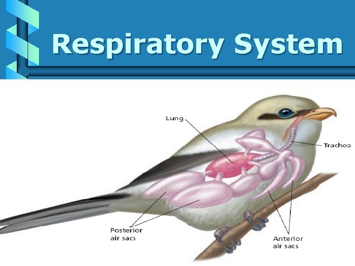 Respiratory System 