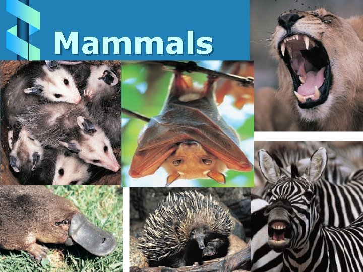 Mammals 