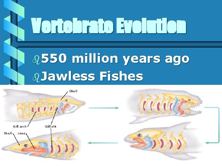 Vertebrate Evolution b 550 million years ago b. Jawless Fishes 