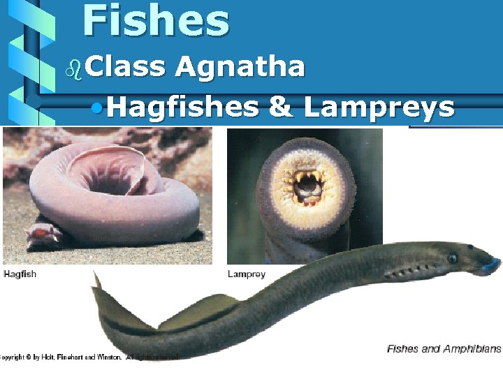 Fishes b. Class Agnatha • Hagfishes & Lampreys 