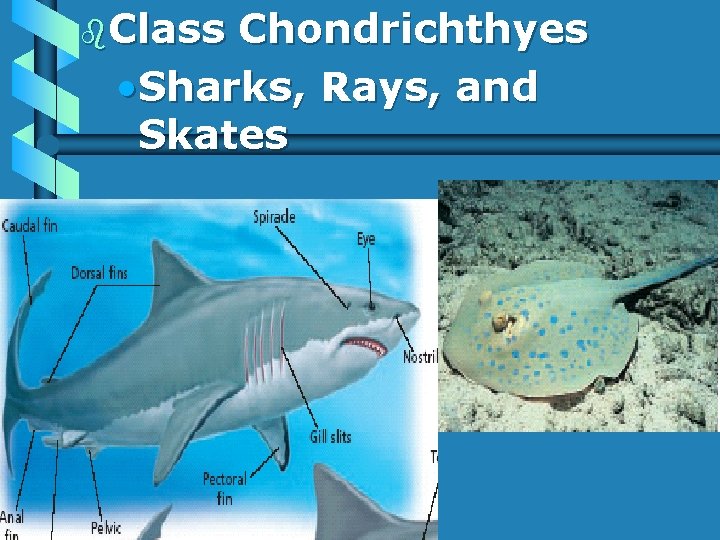 b. Class Chondrichthyes • Sharks, Rays, and Skates 
