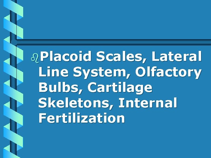 b. Placoid Scales, Lateral Line System, Olfactory Bulbs, Cartilage Skeletons, Internal Fertilization 