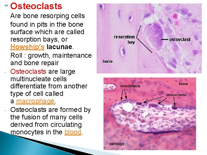 Osteoclasts - Are bone resorping cells found in pits in the bone surface Osteoclasts - Are bone resorping cells found in pits in the bone surface