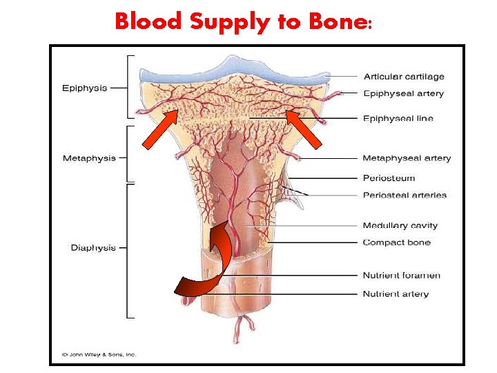 Blood Supply to Bone: Blood Supply to Bone: