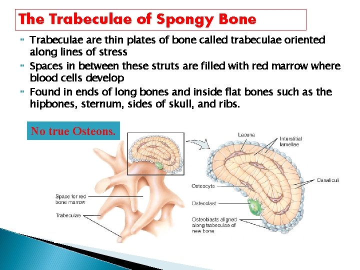 The Trabeculae of Spongy Bone Trabeculae are thin plates of bone called trabeculae oriented