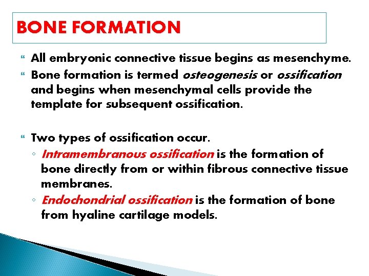 BONE FORMATION All embryonic connective tissue begins as mesenchyme. Bone formation is termed osteogenesis BONE FORMATION All embryonic connective tissue begins as mesenchyme. Bone formation is termed osteogenesis