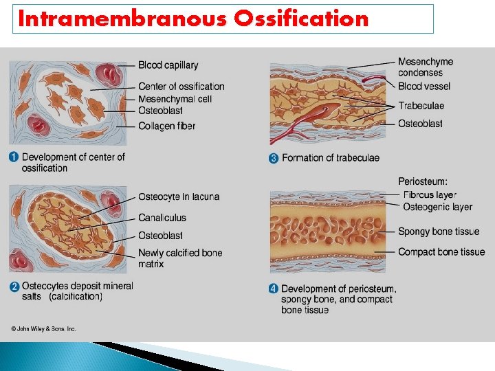 Intramembranous Ossification 