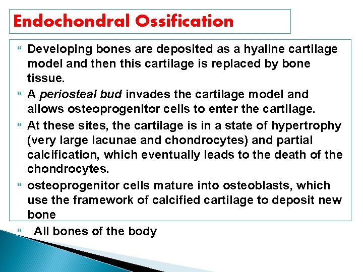 Endochondral Ossification Developing bones are deposited as a hyaline cartilage model and then this