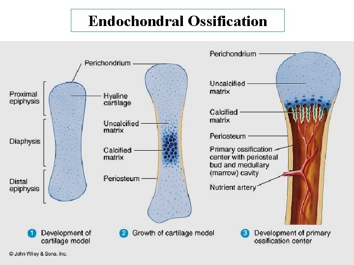 Endochondral Ossification Endochondral Ossification