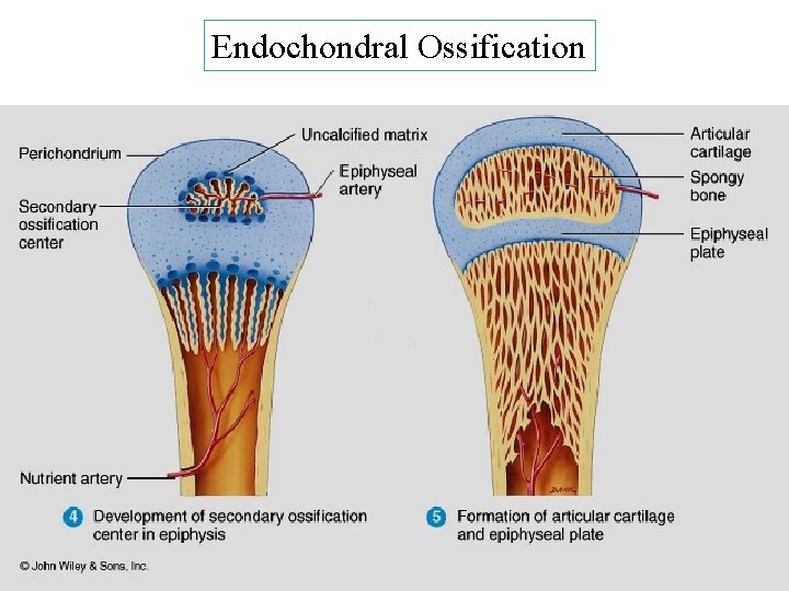 Endochondral Ossification Endochondral Ossification