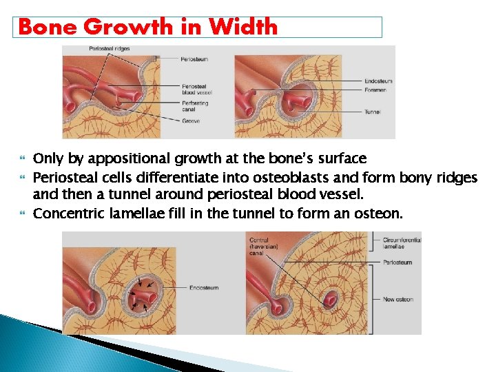 Bone Growth in Width Only by appositional growth at the bone’s surface Periosteal cells