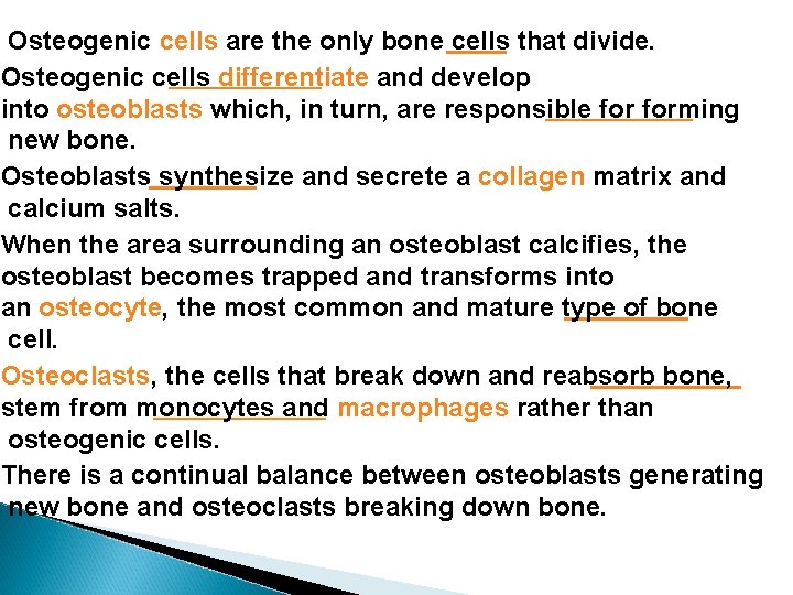 Osteogenic cells are the only bone cells that divide. Osteogenic cells differentiate and develop Osteogenic cells are the only bone cells that divide. Osteogenic cells differentiate and develop