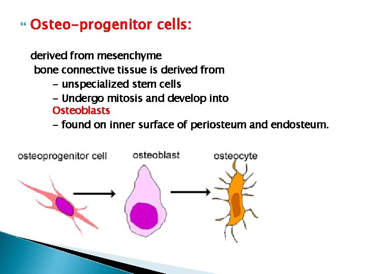 Osteo-progenitor cells: derived from mesenchyme bone connective tissue is derived from - unspecialized Osteo-progenitor cells: derived from mesenchyme bone connective tissue is derived from - unspecialized